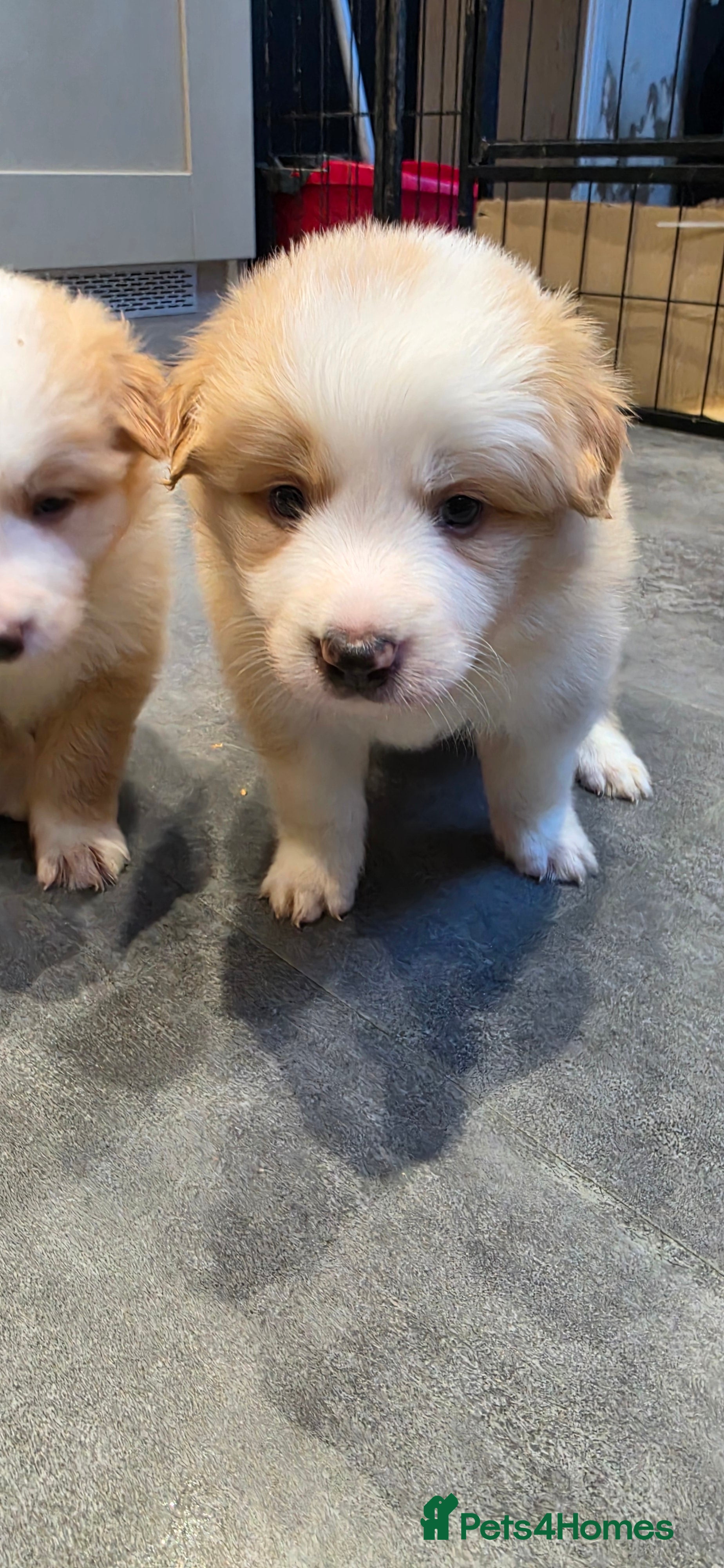 Border Collie dogs Beautiful EE-Red/Golden Long Haired Border Collies - Advert 2