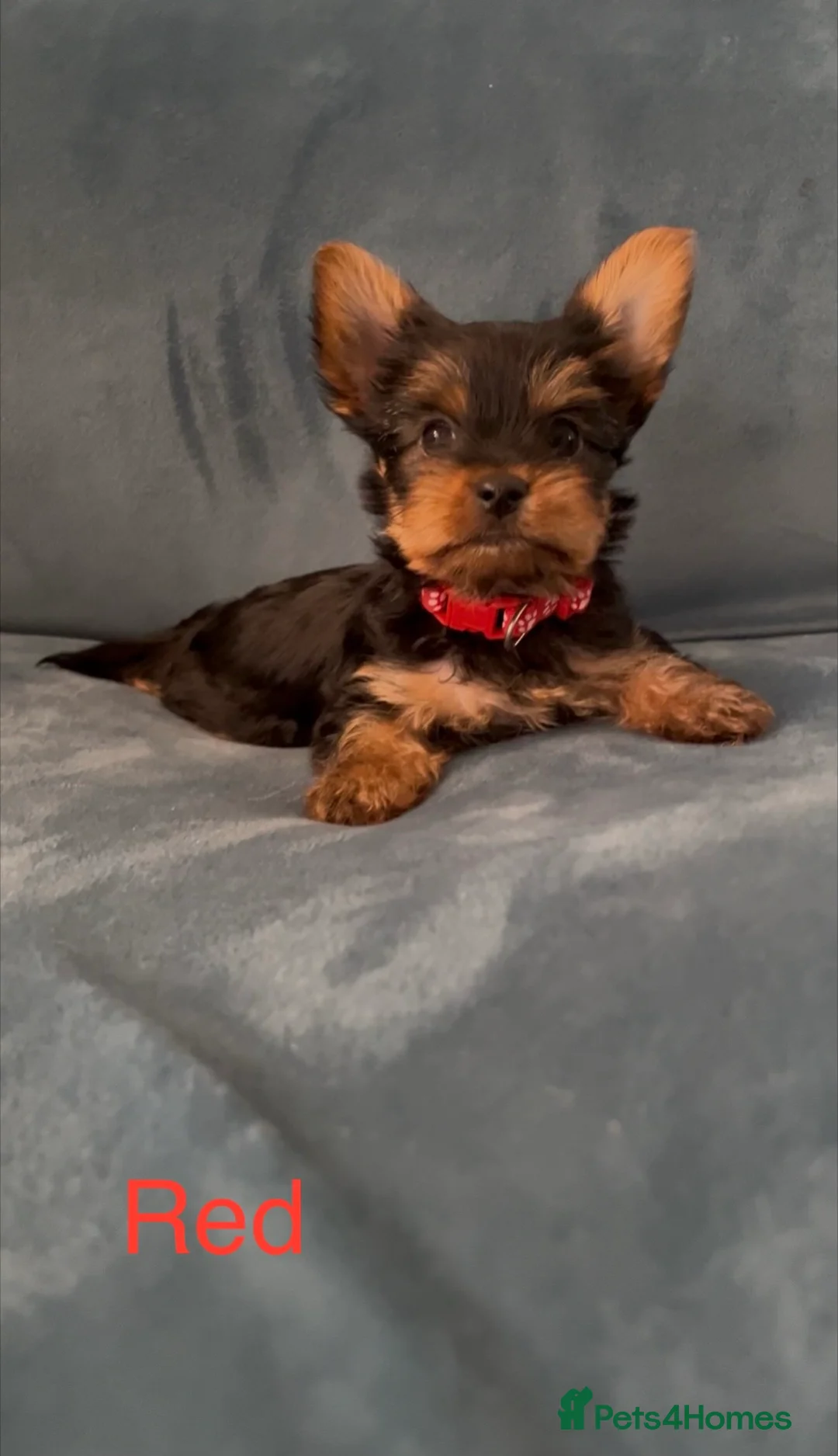 Yorkshire Terrier dogs for sale: READY NOW !! MINI YORKSHIRE TERRIERS FOR SALE - Advert 4