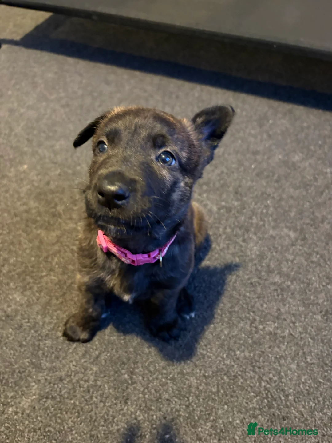 Mixed Breed dogs for sale: Belgium Malinois x Dutch Herder Puppies - Advert 18