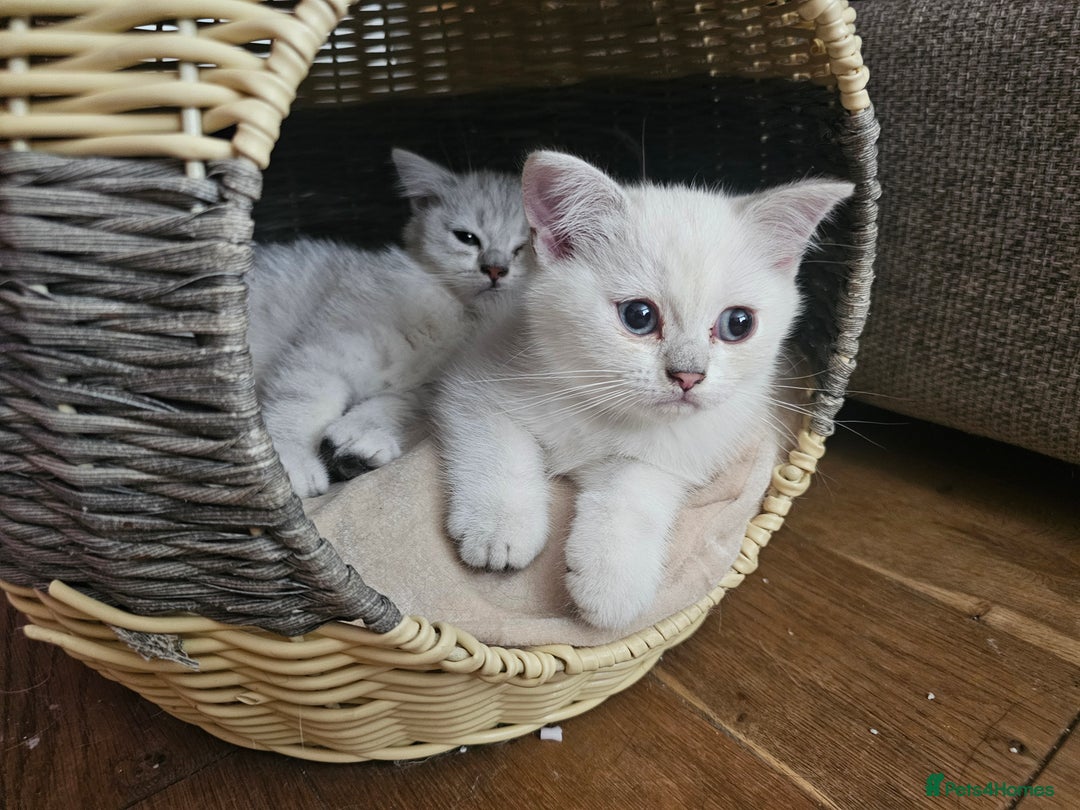British Shorthair cats for sale: Last handsome siver boy available - Image 3