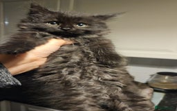 Siberian cats for sale: 5 gorgeous siberian kittens - Image 7