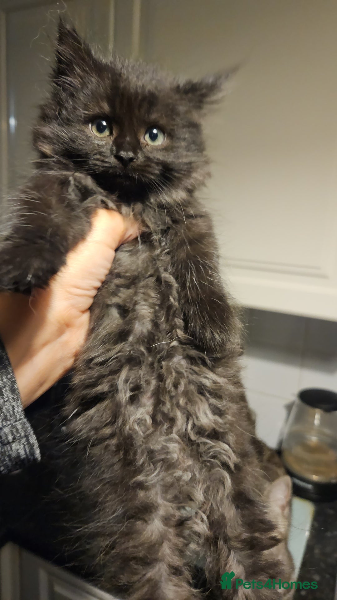 Siberian cats for sale: 5 gorgeous siberian kittens - Image 7