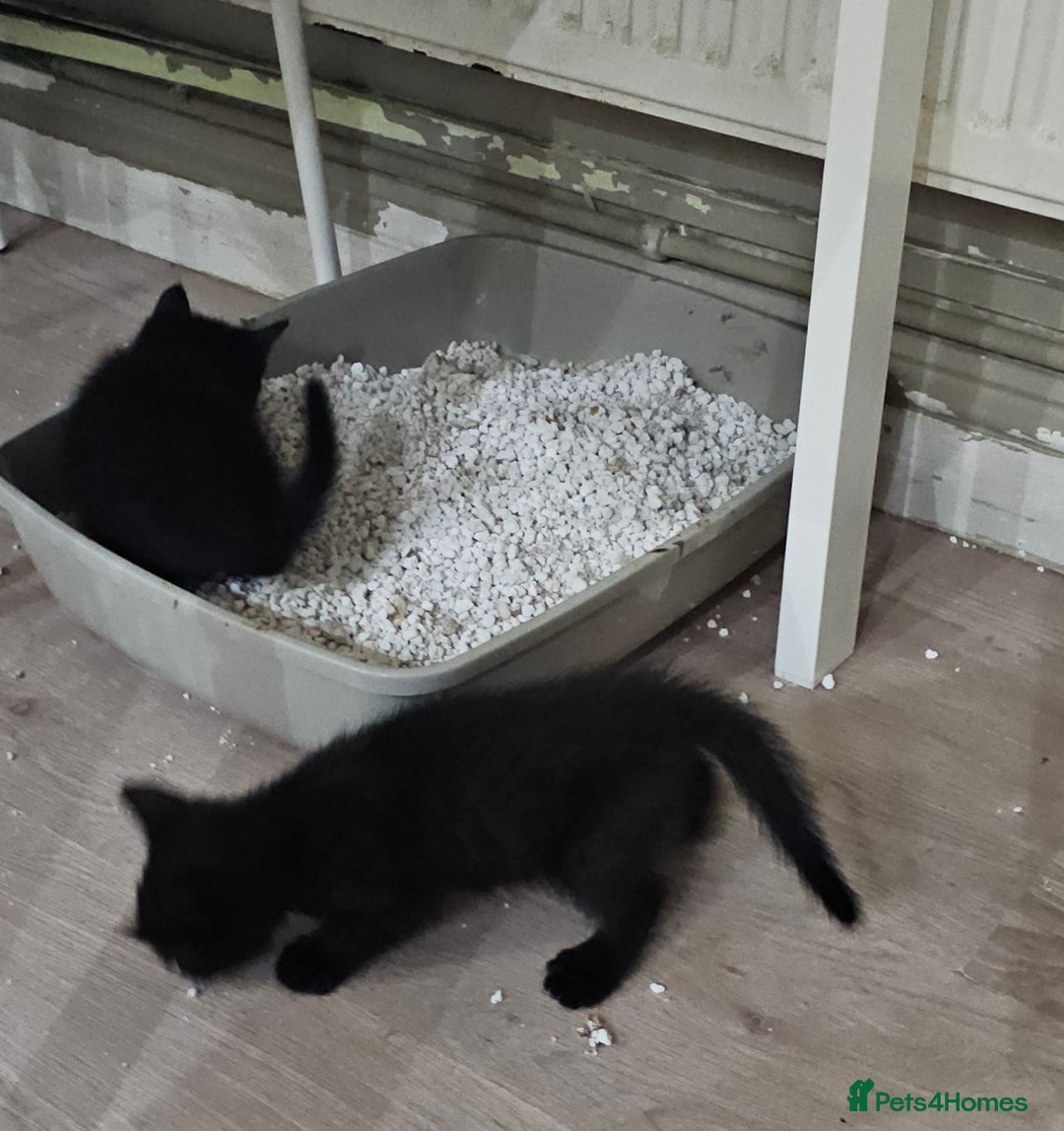 Mixed Breed cats for sale: Night Fury" Kittens Ready for Their new friends - Advert 3