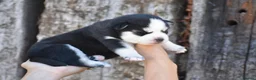 Pomsky dogs for sale: Genuine Celtic Star F3 Pomskies Available  - Advert 15