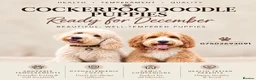 Mixed Breed dogs for sale: Cockerpoo Doodle Puppies looking for homes! in Rushden - Advert 2