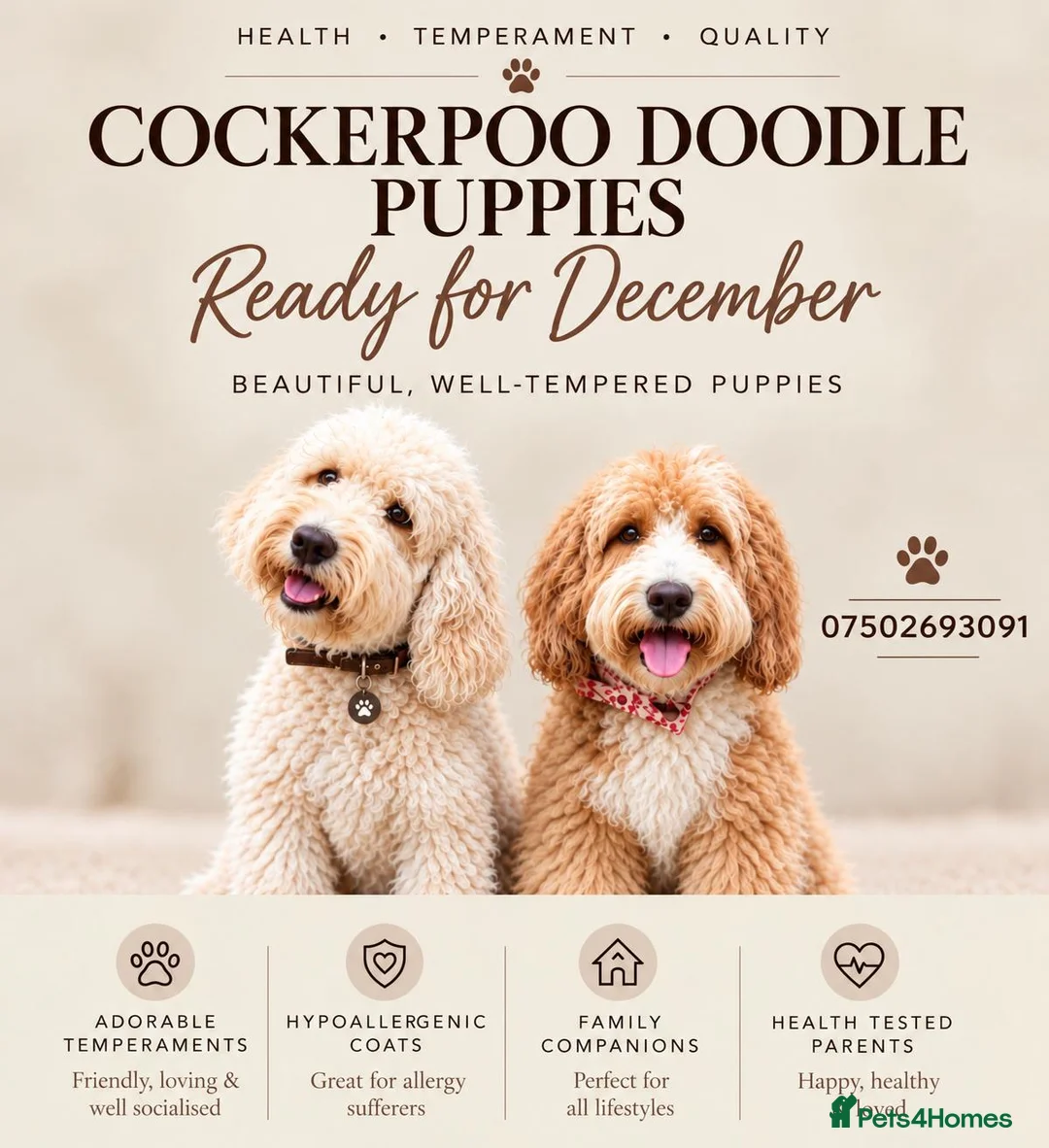 Mixed Breed dogs for sale: Cockerpoo Doodle Puppies looking for homes! in Rushden - Advert 2