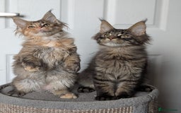 Maine Coon cats for sale: Maine coon kittens, Tica registered  - Image 29