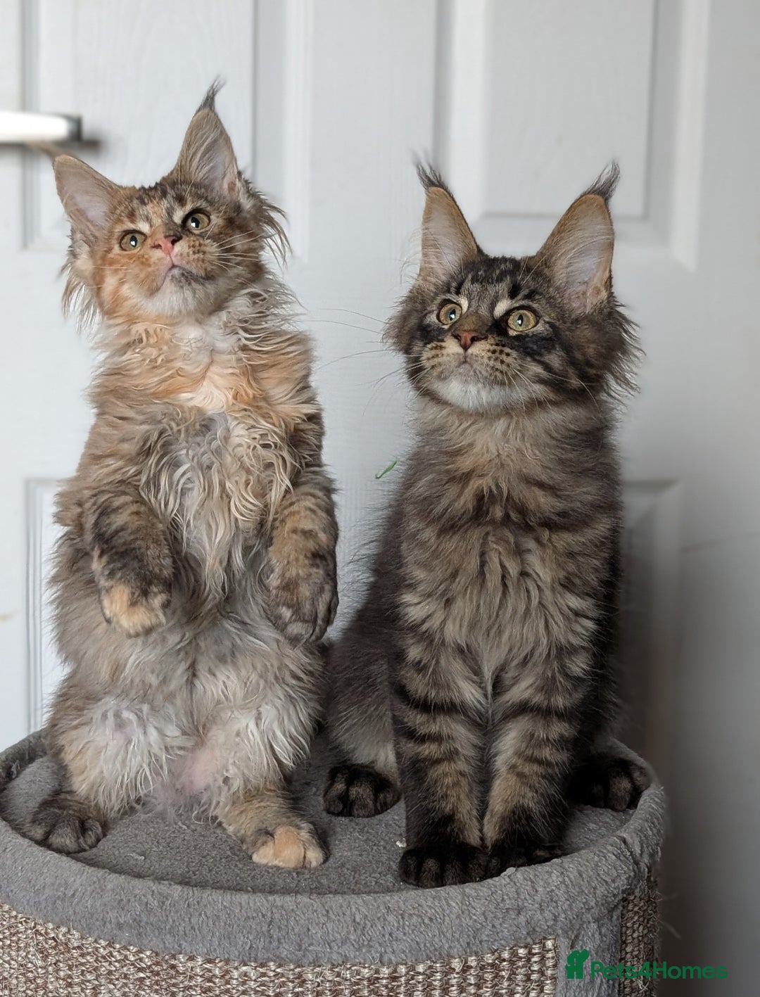 Maine Coon cats for sale: Maine coon kittens, Tica registered  - Image 29