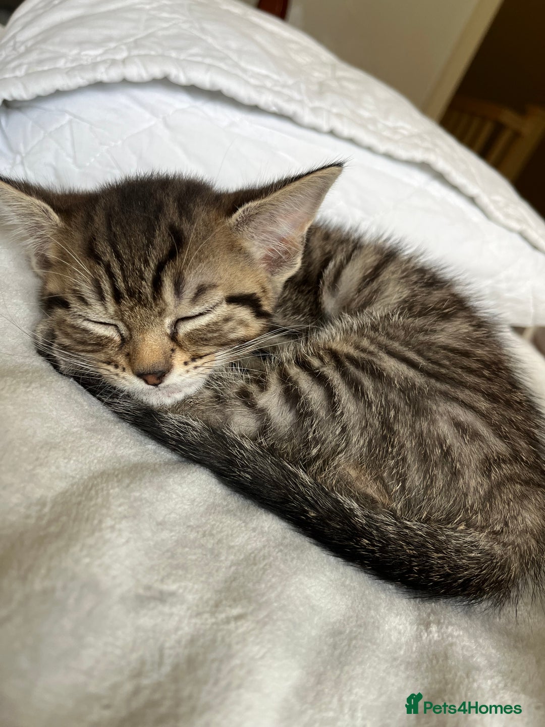 Mixed Breed cats for sale: Adorable kittens ready for loving homes! - Image 10