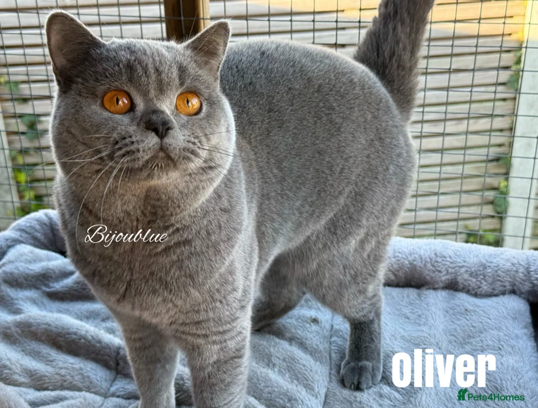 British Shorthair cats for stud: ⭐️ Two Imported Powerhouse Studs ⭐️ - Advert 2