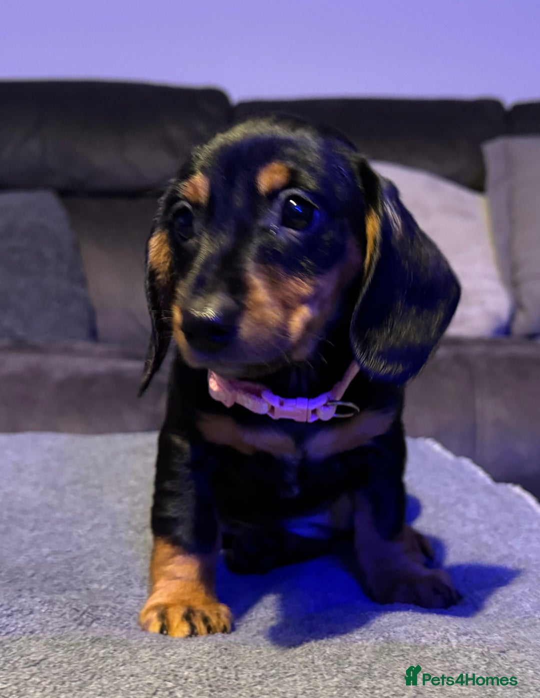 Dachshund dogs for sale: Gorgeous Standard wire haired & smooth Dachshunds - Advert 21