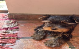 Yorkshire Terrier dogs for sale: Yorkshire Terrier puppy - Image 1