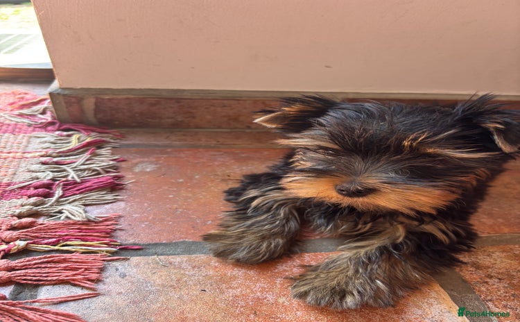 Yorkshire Terrier dogs - Advert 16
