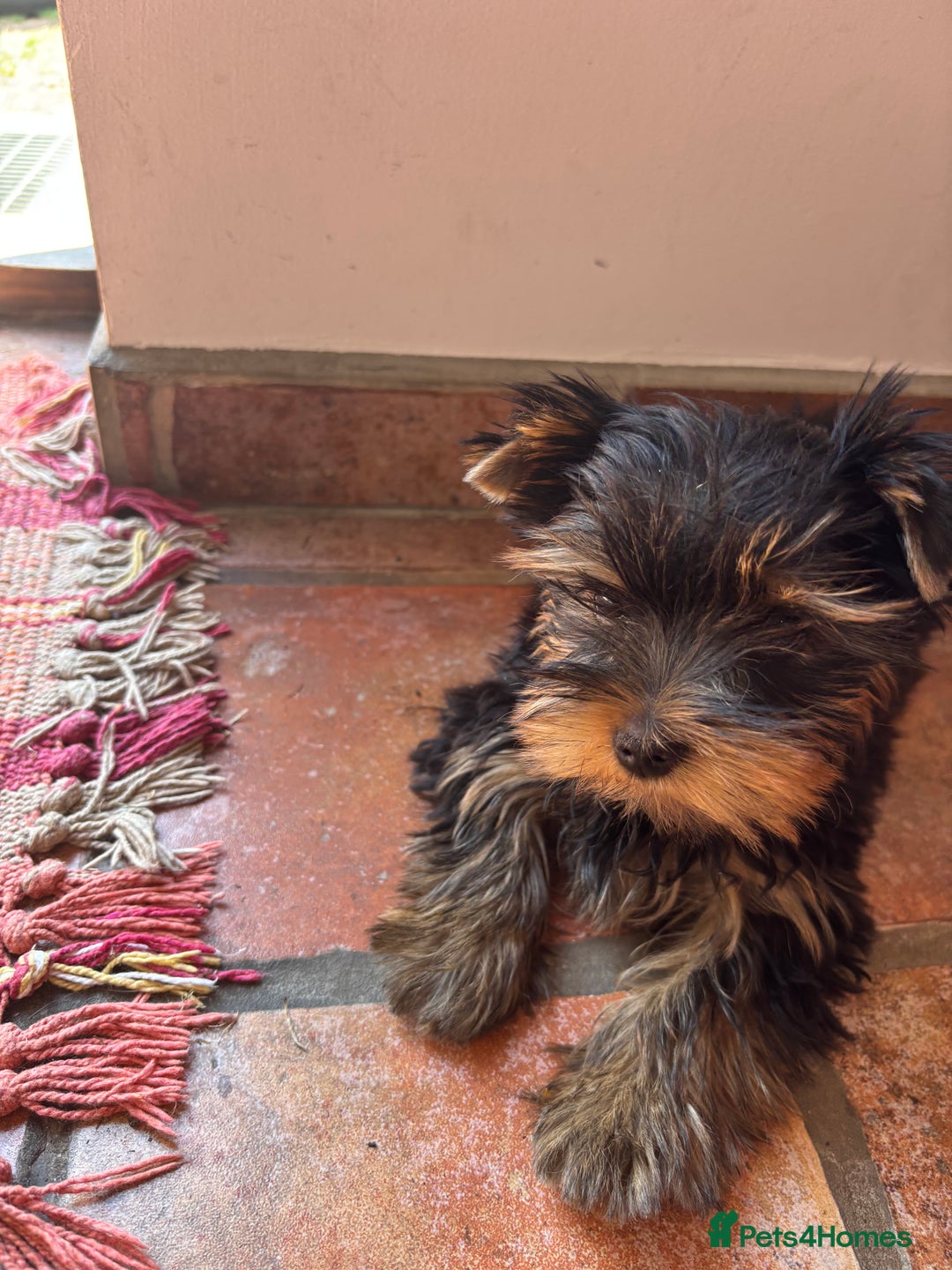 Yorkshire Terrier dogs for sale: Yorkshire Terrier puppy - Image 1