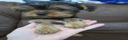 Yorkshire Terrier dogs for sale: Beautiful  **  Yorkshire Terrier Puppies  in Birmingham - Advert 7