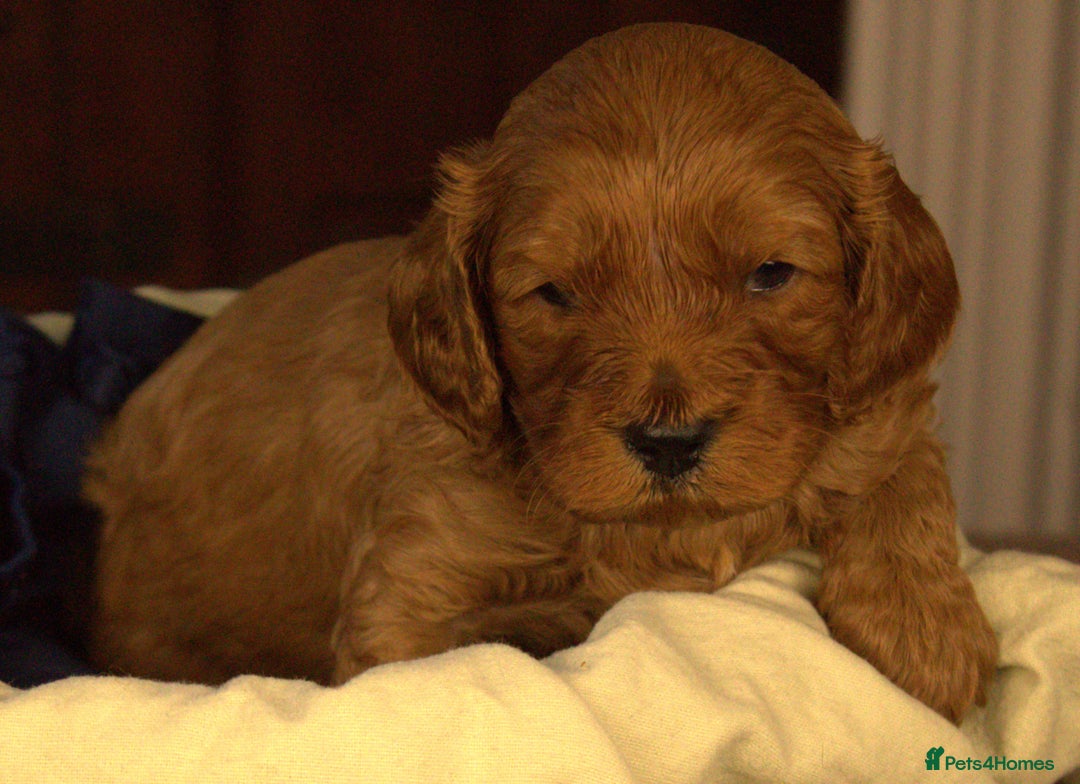 Cavapoo dogs for sale: Gorgeous Cavapoo puppies - Image 6