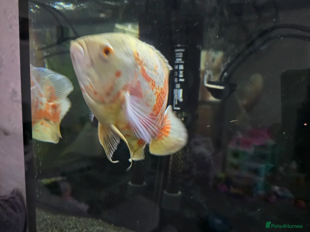 Cichlids fish for sale: ALBINO TIGER OSCAR - Advert 3