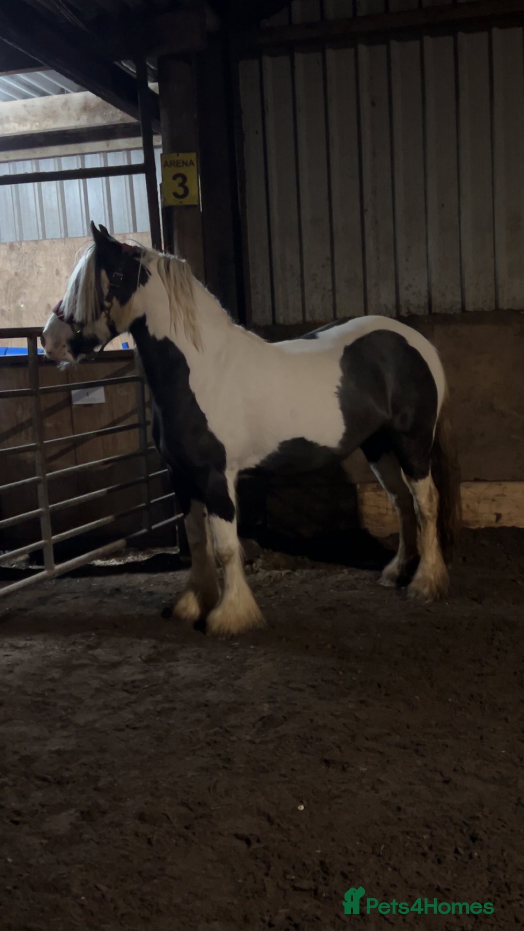 Irish Cob horses for sale: Dolly  - Image 2