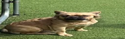 French Bulldog dogs for sale: Fluffy French bulldogs  - Advert 1