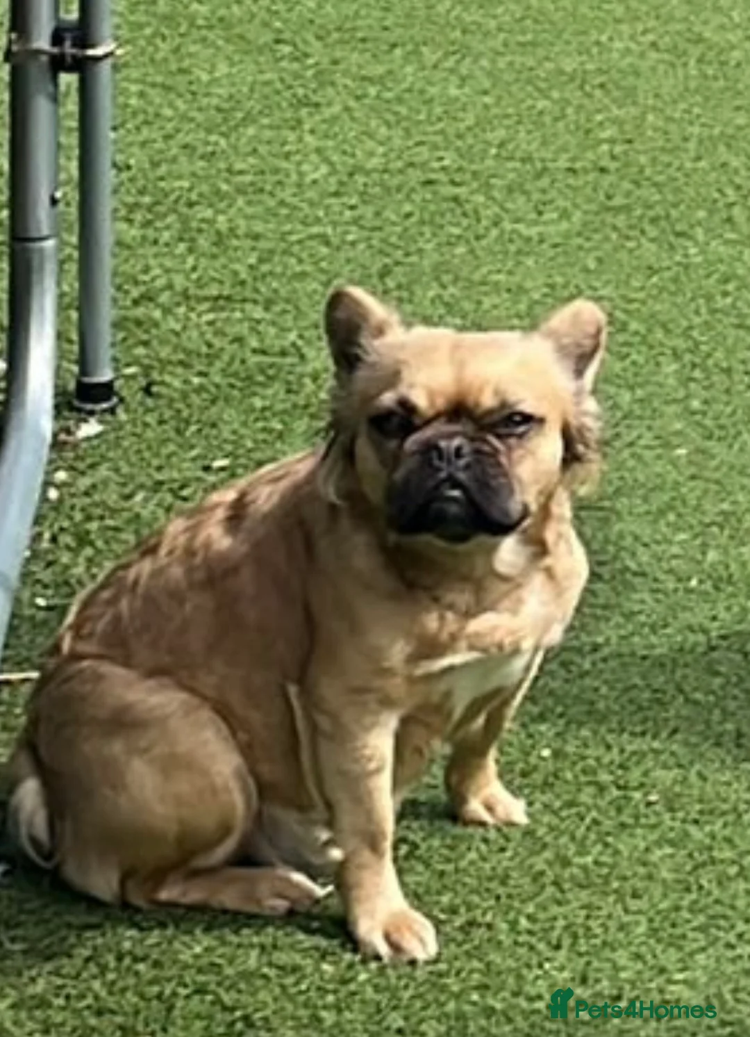 French Bulldog dogs for sale: Fluffy French bulldogs  - Advert 1