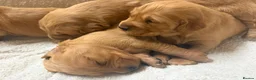 Golden Retriever dogs for sale: Stunning Golden Retriever Pups - Advert 3