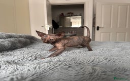 Sphynx cats for sale: Four 😍 SPHYNX kittens  - Image 8