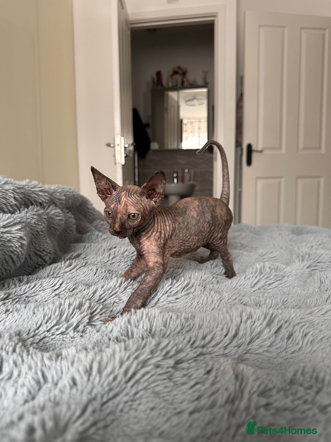 Sphynx cats for sale: Four 😍 SPHYNX kittens  - Image 8