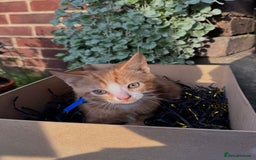 Domestic Shorthair cats for sale: 5 Beautiful fluffy Kittens - Image 12
