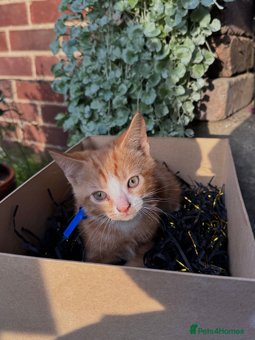 Domestic Shorthair cats for sale: 5 Beautiful fluffy Kittens - Image 12