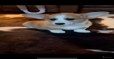 Welsh Corgi Pembroke dogs - Advert 3
