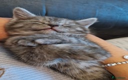 Maine Coon cats for sale: Maine coon - Image 5