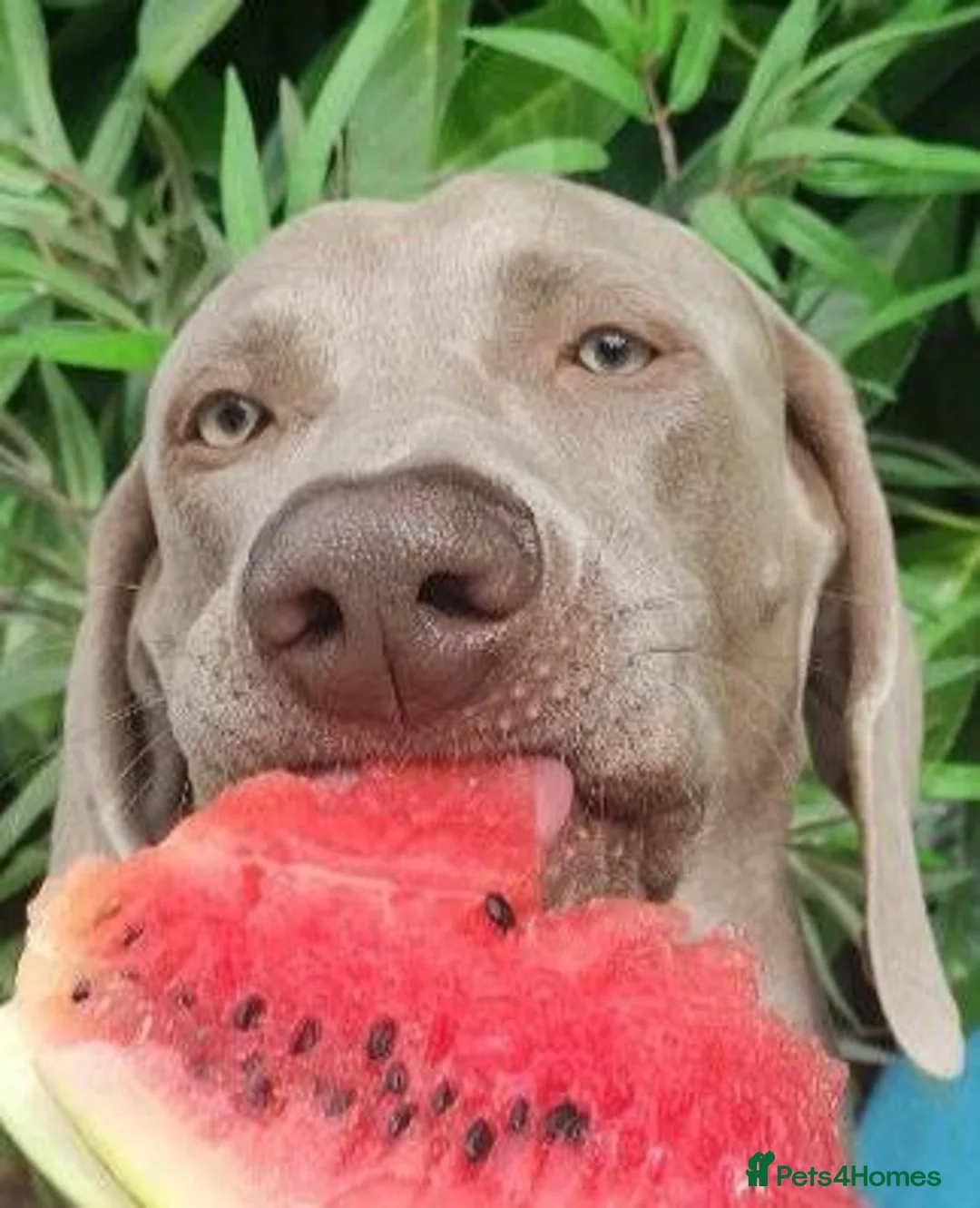 Weimaraner dogs for stud: 🌟Superb🌟Proven🌟Hip Scored🌟KC in Woodbridge - Advert 21