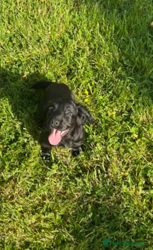 Cocker Spaniel dogs KC REG WORKING COCKER SPANIEL - Advert 1