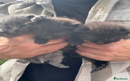 British Shorthair cats for sale: British Shorthair chocolate/grey colours  - Image 4