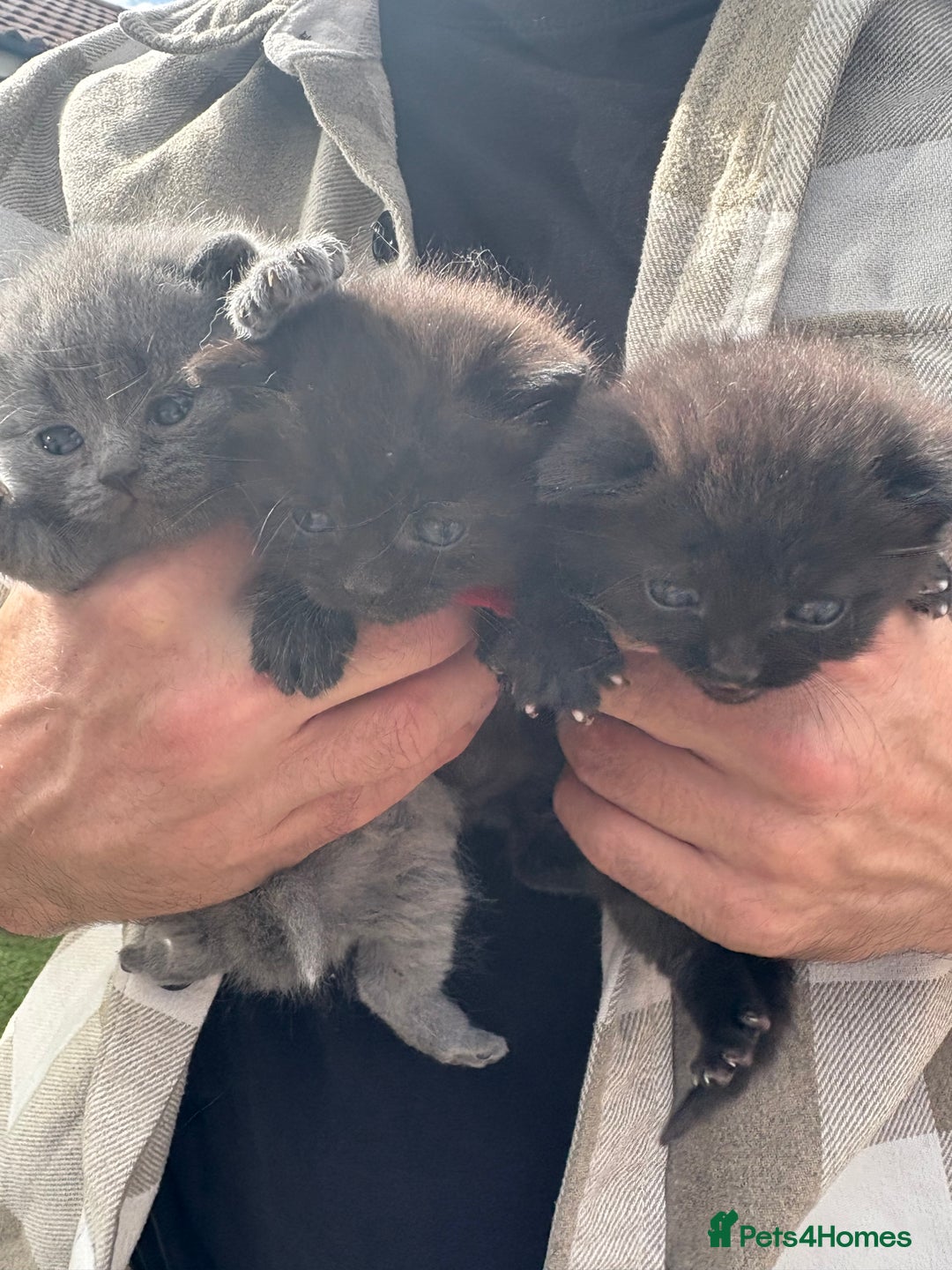 British Shorthair cats for sale: British Shorthair chocolate/grey colours  - Image 4