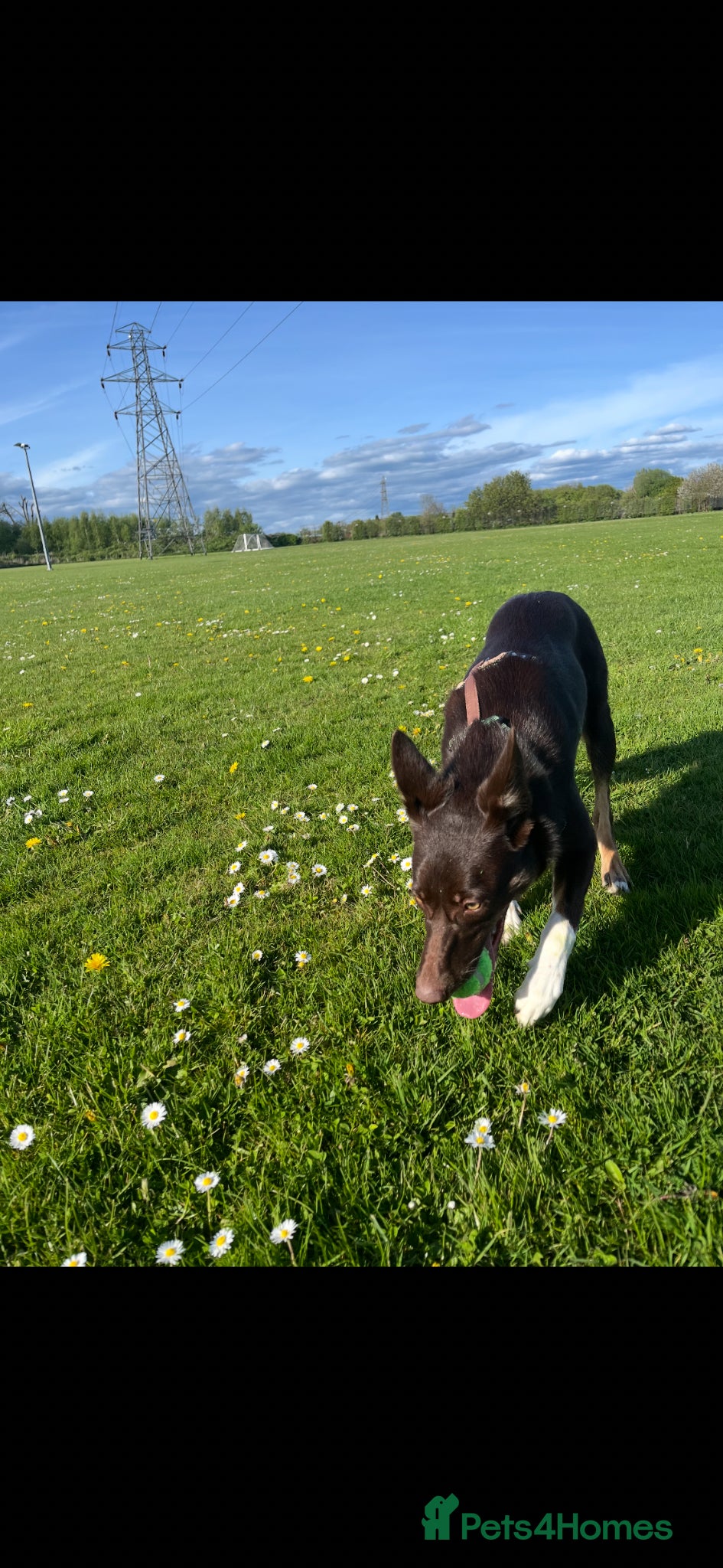 Border Collie dogs Ivy female border collie 2yrs old  - Advert 1