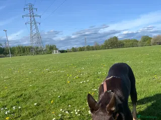 Border Collie dogs Ivy female border collie 2yrs old - Advert 7