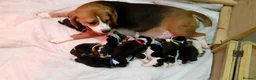 Beagle dogs for sale: 6TH Generation Beagles. - Advert 3