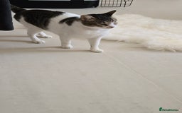 Mixed Breed cats for adoption: Muji - Affectionate and Chatty Boy - Image 7