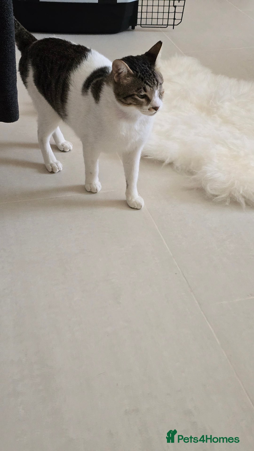 Mixed Breed cats for adoption: Muji - Affectionate and Chatty Boy - Image 7