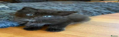 Mixed Breed Kitten 4