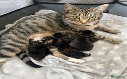 Toyger cats for sale: Stunning half toyger kittens - Image 8