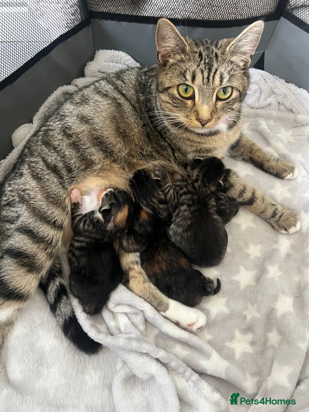 Toyger cats for sale: Stunning half toyger kittens - Image 8