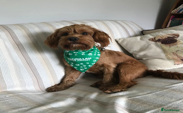 Cockapoo dogs - Advert 1