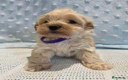 Maltipoo dogs for sale: 💖🐾Stunning health tested F1 maltipoo babies 🐾💖 - Advert 11
