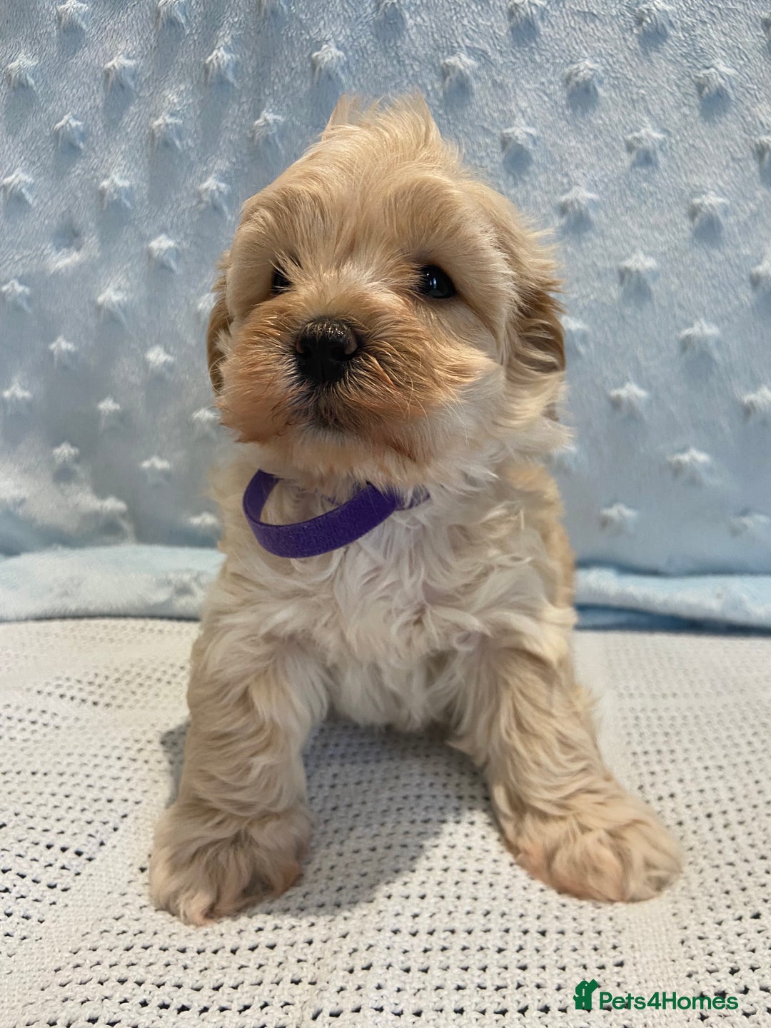 Maltipoo dogs for sale: 💖🐾Stunning health tested F1 maltipoo babies 🐾💖 - Advert 11