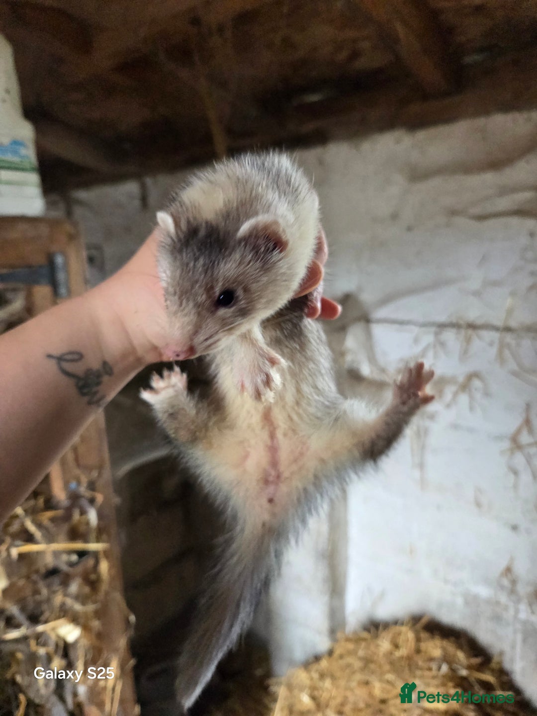 Ferret rodents for sale: 9 Ferrets for sale - Image 18