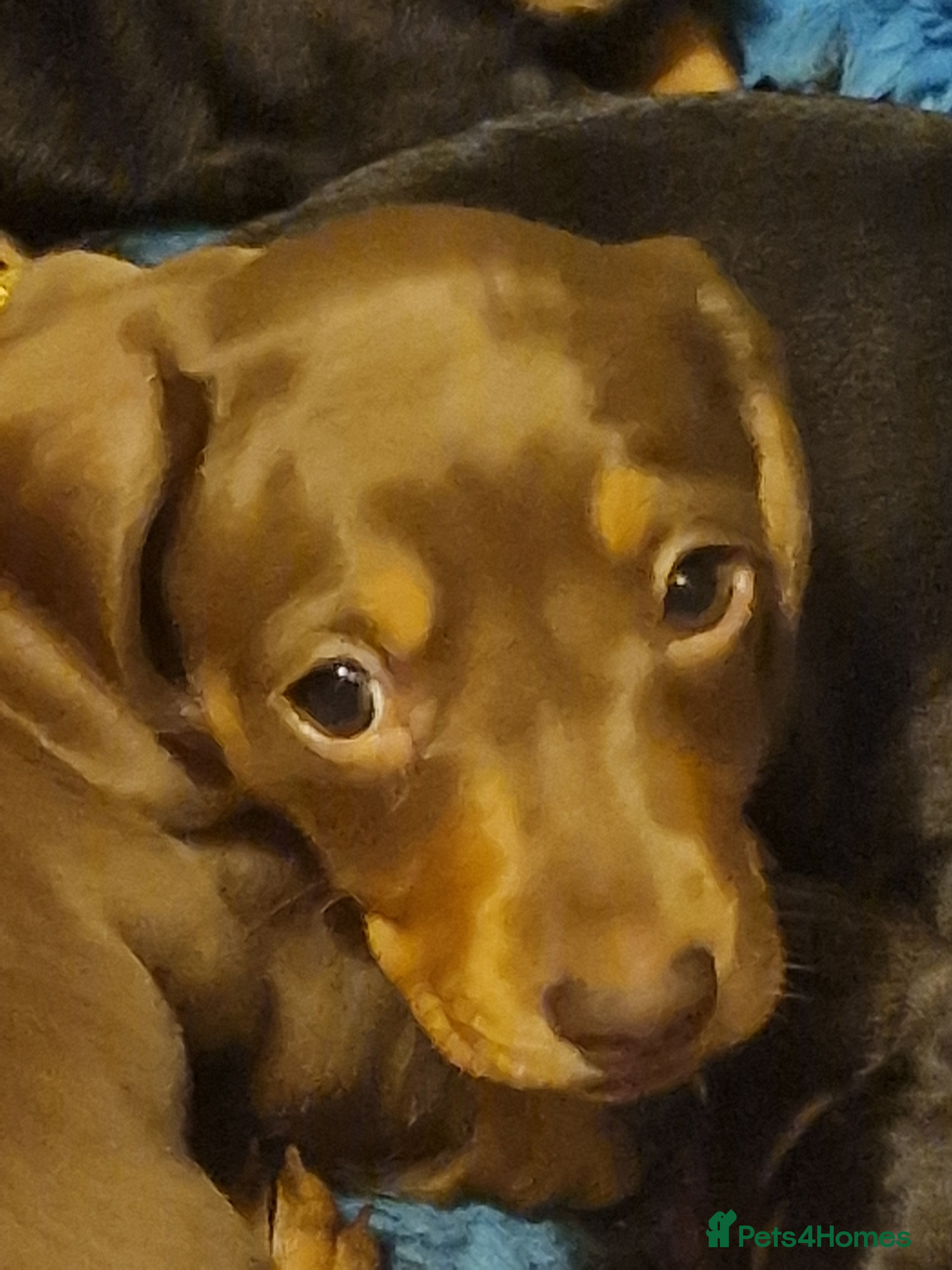 Miniature Dachshund dogs 3 miniature dachshund dogs 6 weeks - Advert 2