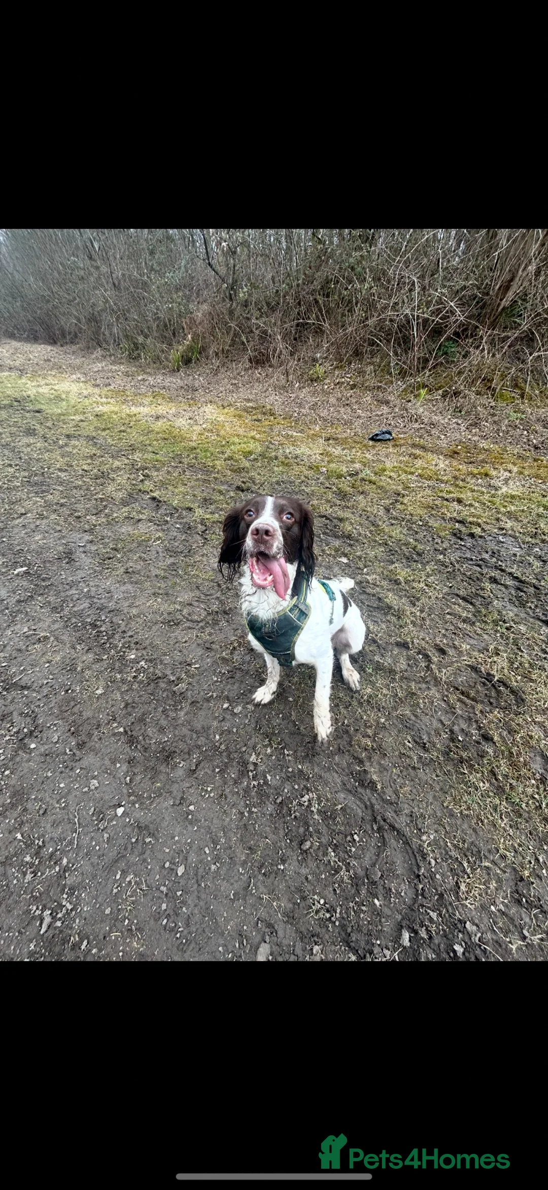 English Springer Spaniel dogs for sale: Rehoming Springer Spaniel  in Manchester - Advert 5
