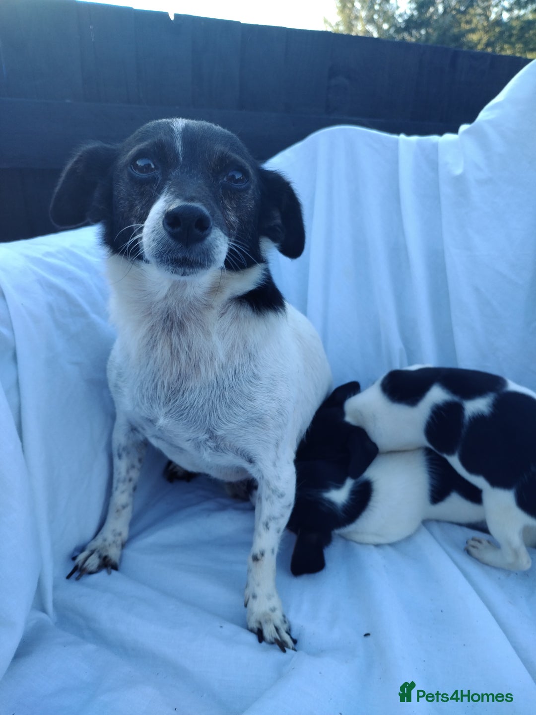 Jack Russell dogs for sale: Two lovely puppies jack Russell  - Image 3